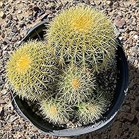 Vista 8 de Cactus Outlet - Ferocactus Gracilis - Cactus de Barril - Plantas de Cactus Vivas - Plantas de Cactus de Barril Vivas - Plantas de Cactus de Barril