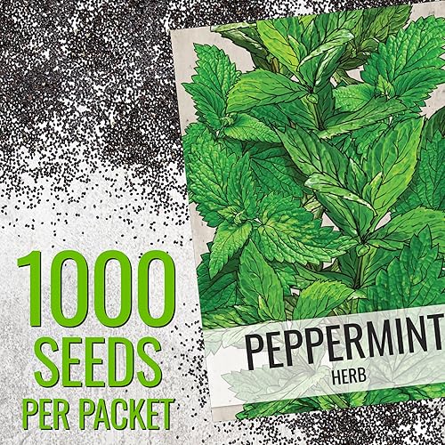 Vista 3 de Seed Needs, Semillas de menta – 1000 semillas tradicionales para plantar Mentha piperita – Hierba medicinal/culinaria, sin OMG y sin tratar – Ideal