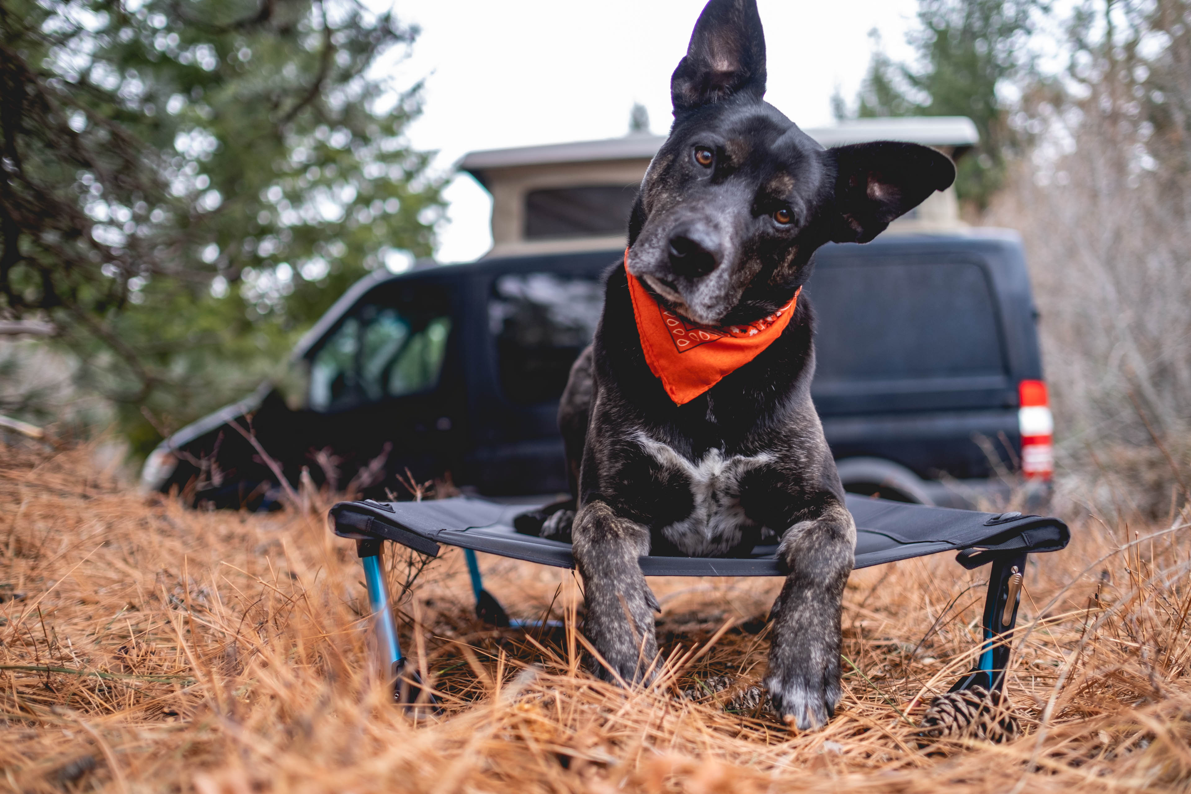 Amazon.com : Helinox Elevated Dog Cot Portable Dog Bed for Travel