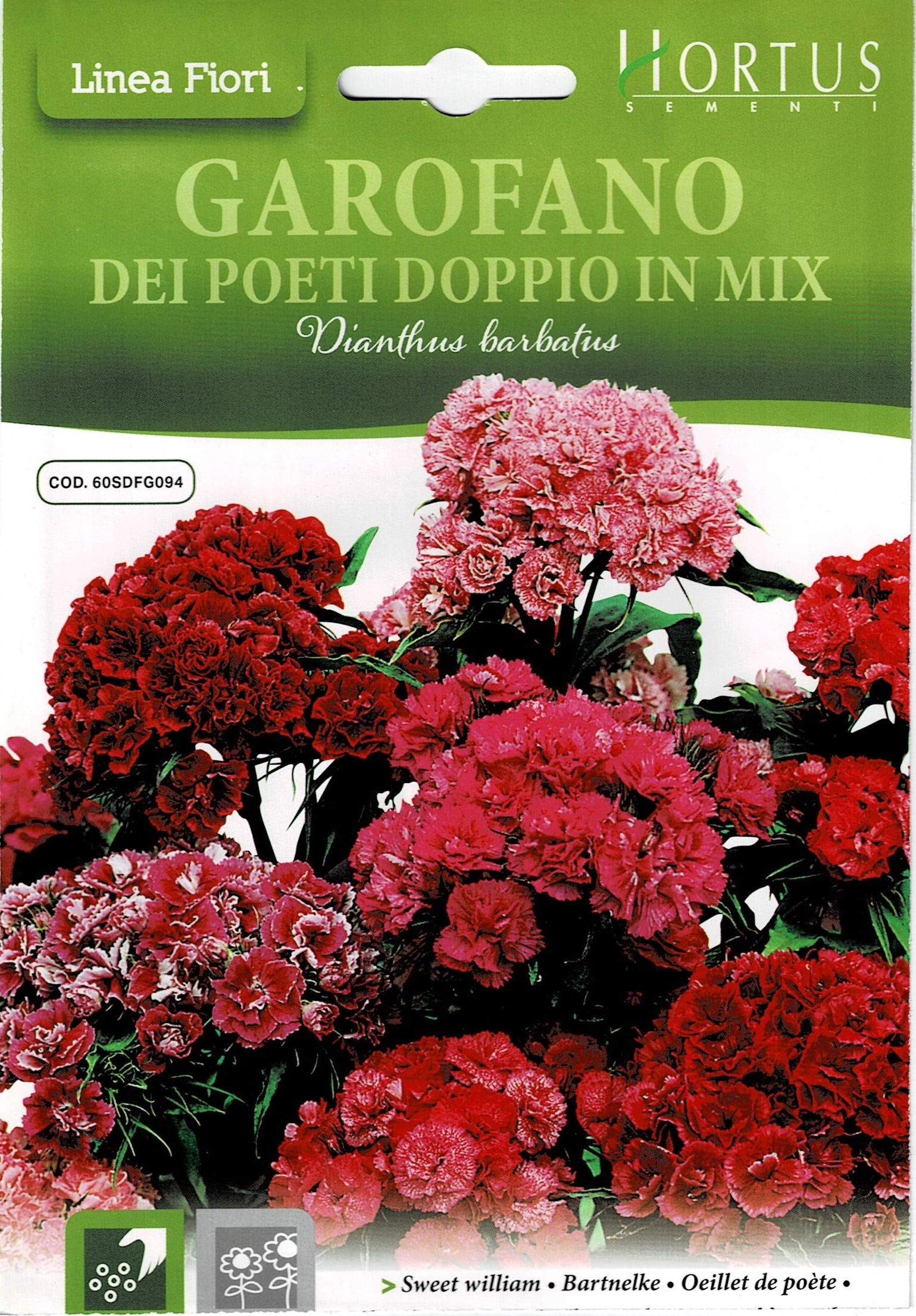 Hortus Sementi Sweet William in Mix Seed