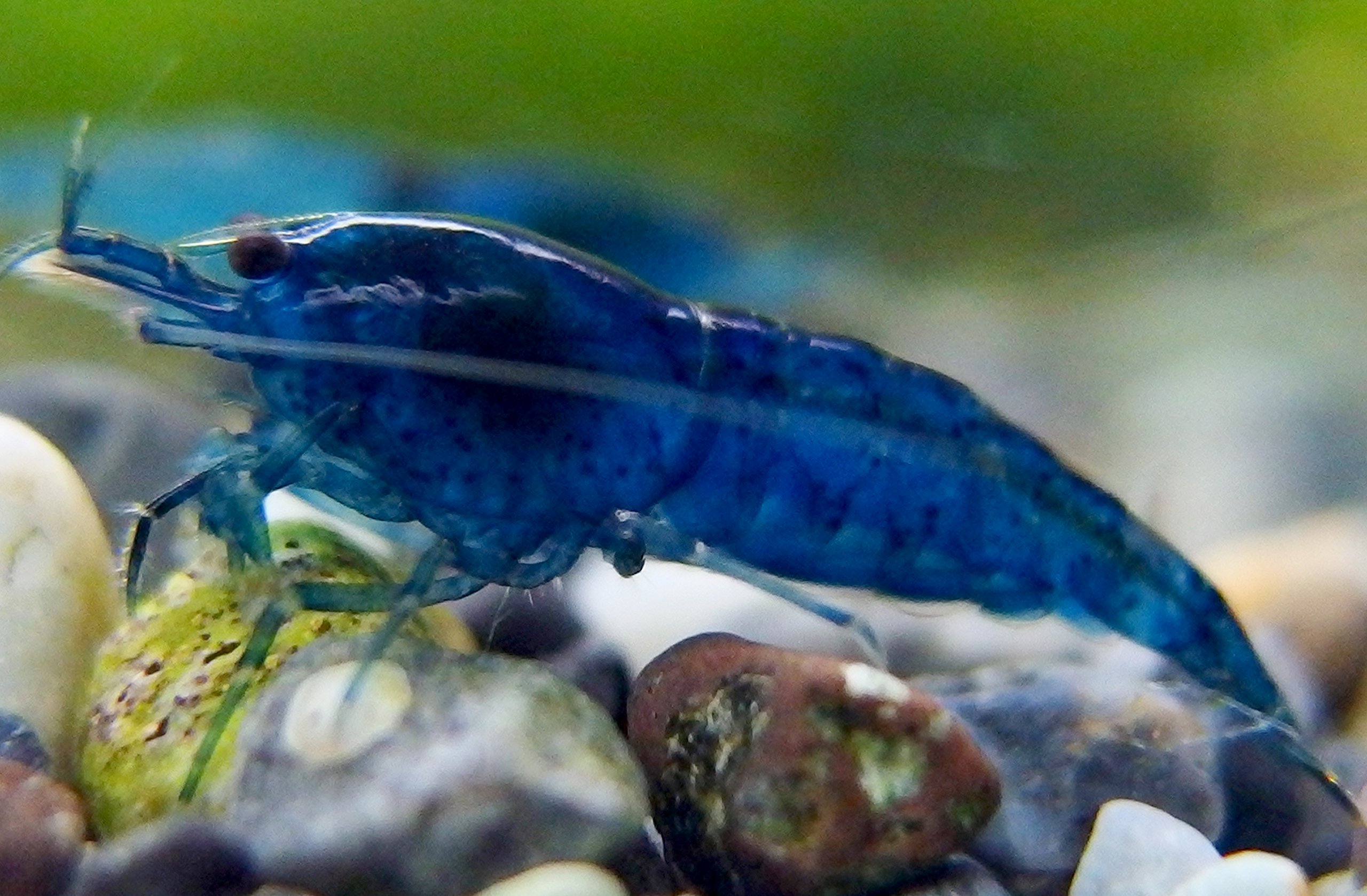 抱卵個体入 ベルベットブルーシュリンプ ダークブルー 120匹