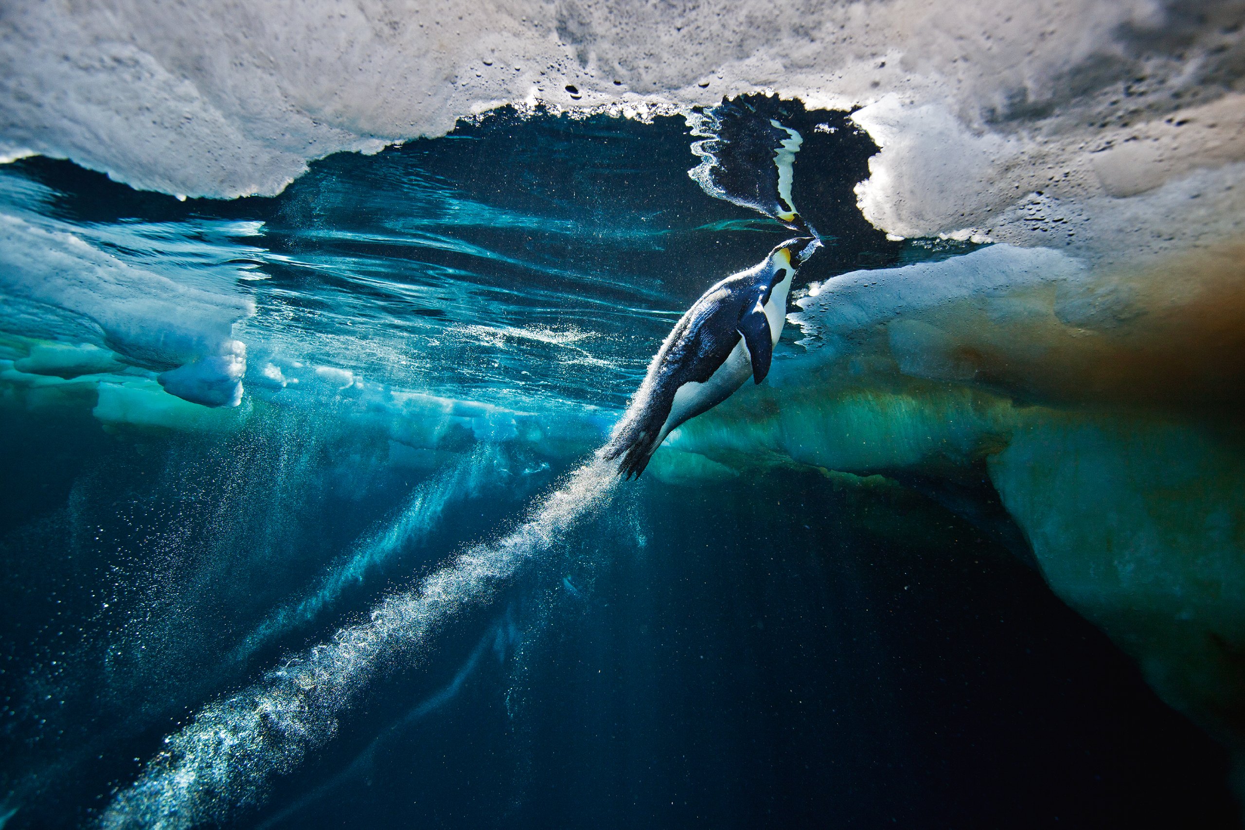 Amazon.co.jp: Vincent Munier: 本、バイオグラフィー、最新アップデート