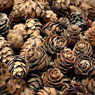 Pinecones - Natural Brown Color - About 1500 Pieces - 2 lb. Bag - Assorted Sized Real Pine Cones - Measures from ¼” to 1”H