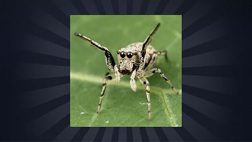 Aranha espécie Trivia Quiz