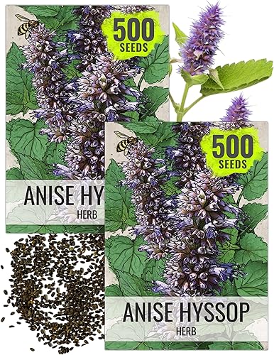 Miniatura 10 de Seed Needs anís Hyssop Agastache foeniculum Twin Pack de 500 semillas cada una sin OGM