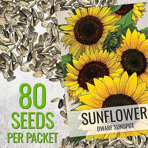 Miniatura 3 de Seed Needs, Semillas de girasol de manchas solares enanas 80 semillas tradicionales para plantar Helianthus annuus Atrae mariposas y