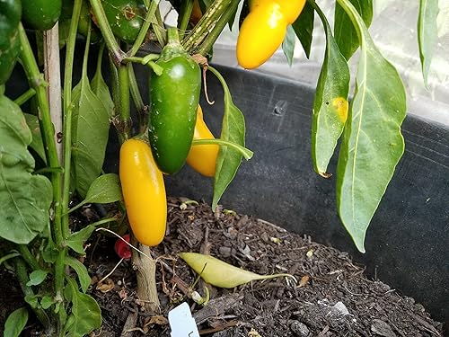 Miniatura 3 de NuMex Lemon Spice Jalapeño Pepper 10+ Semillas