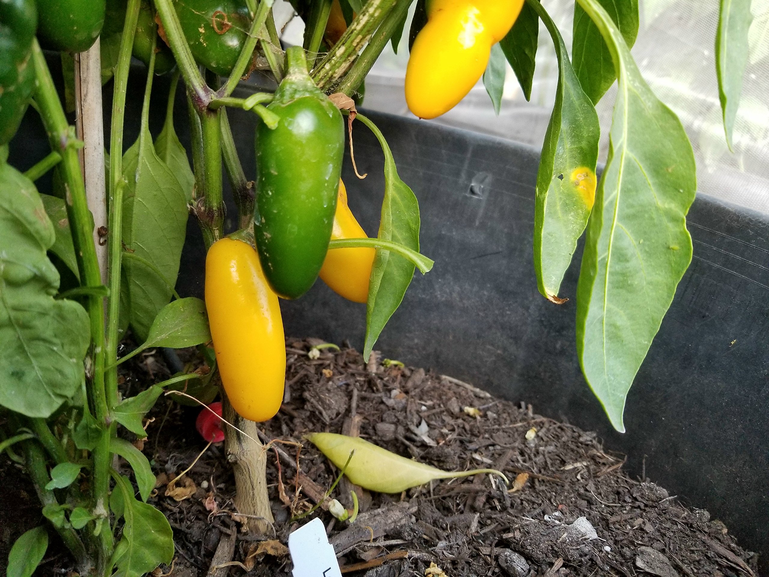 Amazon.com: NuMex Lemon Spice Jalapeno Pepper 10+ Seeds : Grocery