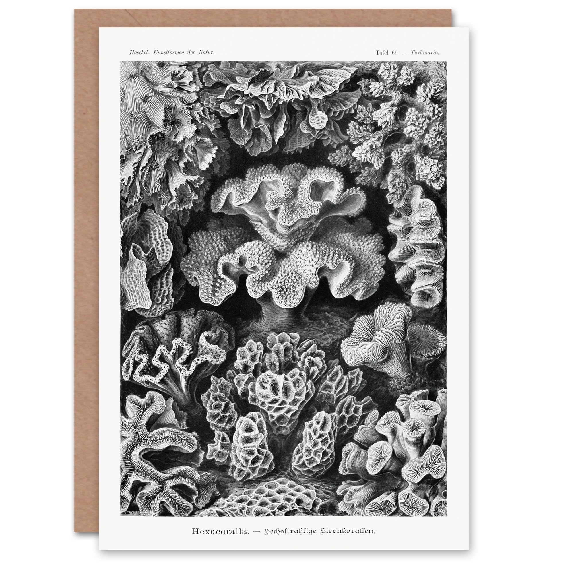 Artery8 Ernst Haeckel Art Card Hexacorallia Vintage Coral Illustration