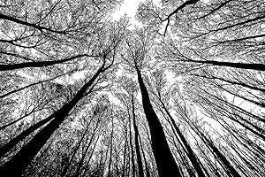 Bgraamiens Puzzle: Forest in Black and White - Conquer the Hardest Puzzle In The World