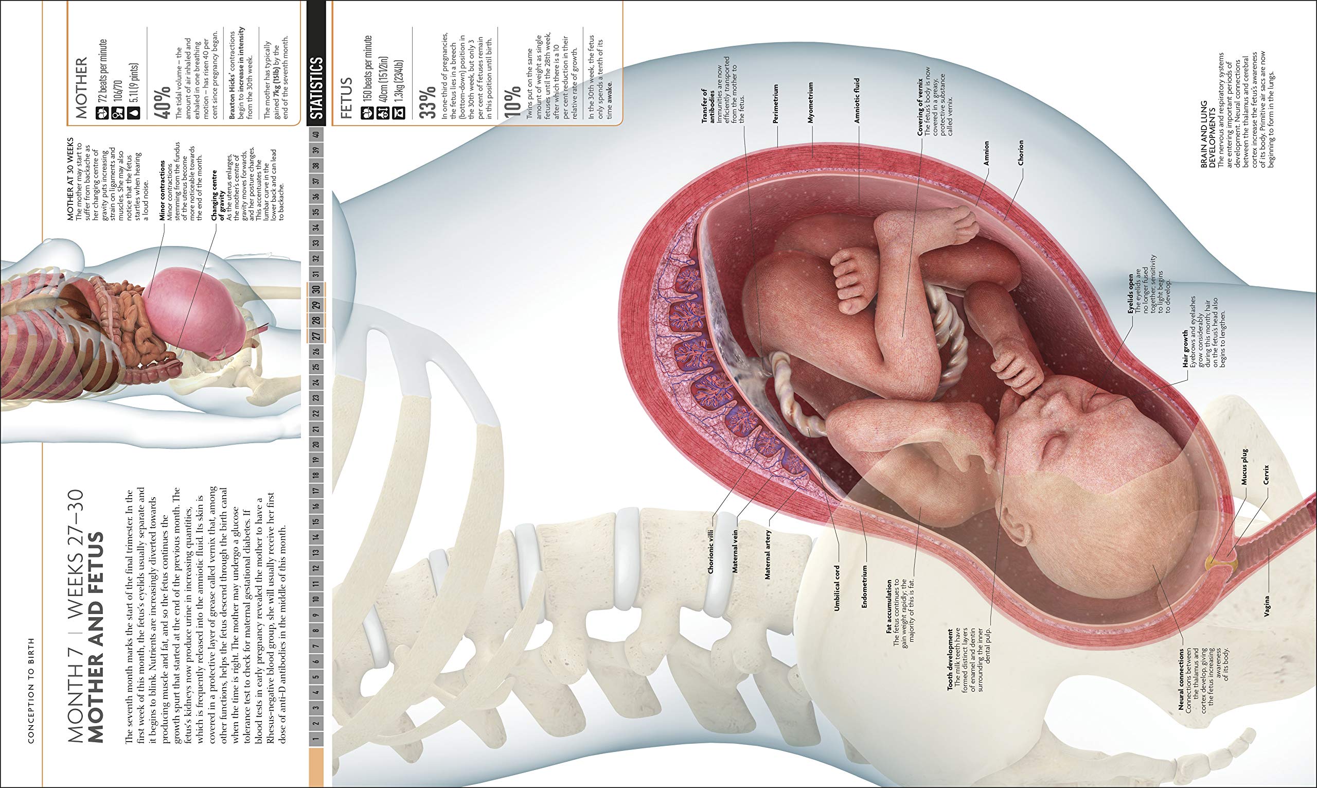 The Science of Pregnancy: The Complete Illustrated Guide from Conception to Birth