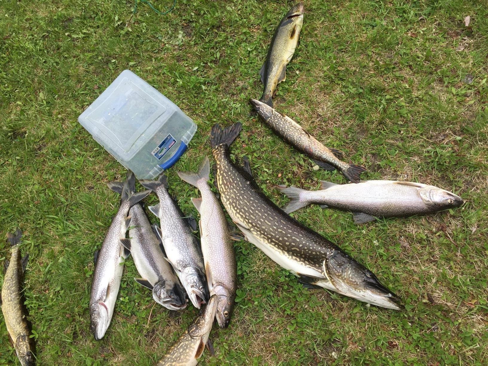 Rapala Down Deep Husky Jerk 12 lure held by a hand