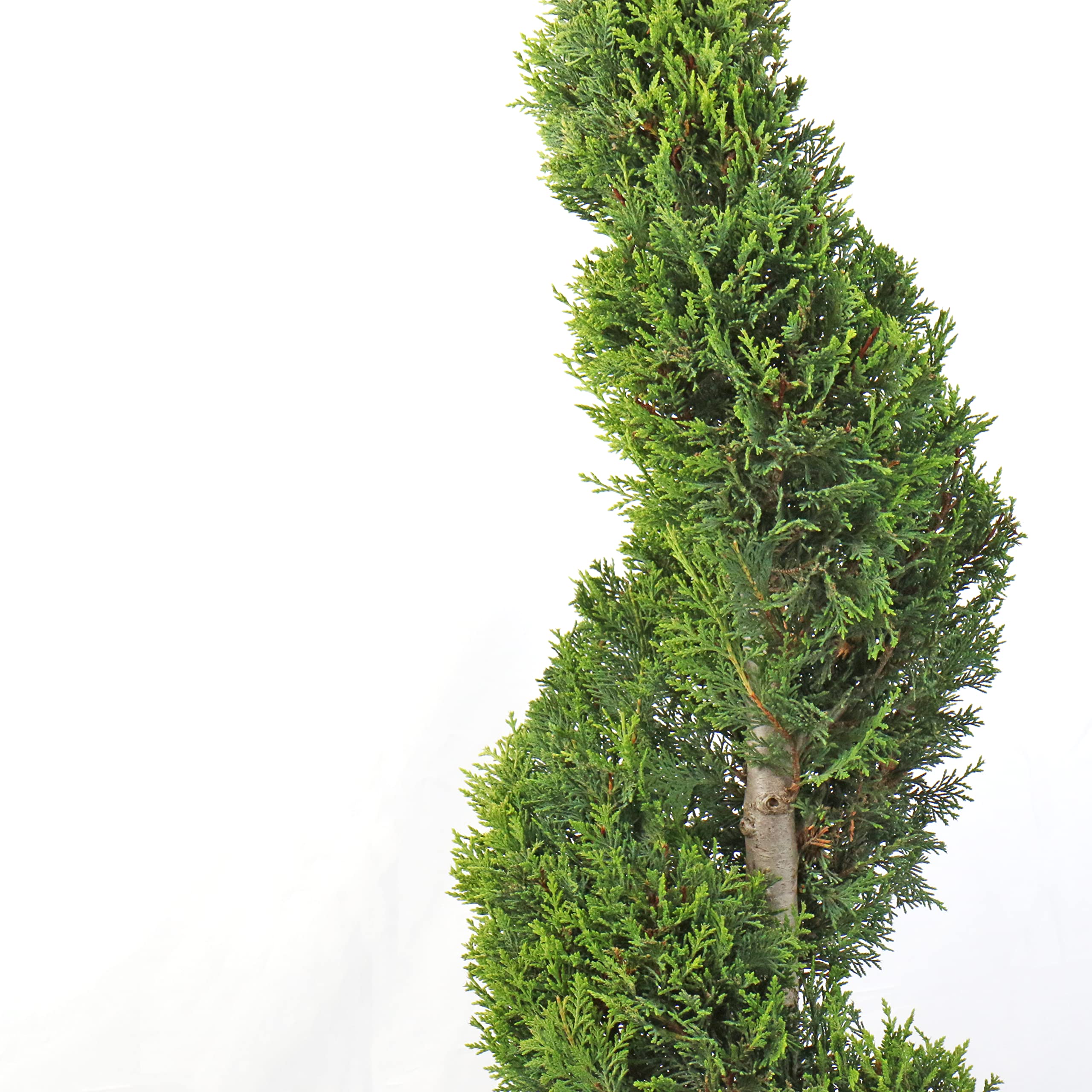 KENTIS - Cupressocyparis Leylandii 'Castlewellan Gold' - Cipresso a Spirale - Piante Vere da Esterno Giardino Balcone - H 90/110 cm Vaso Ø 24 cm