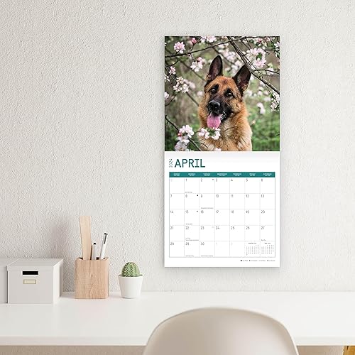 Miniatura 7 de Bright Day - Calendario mensual de pared 2024 de pastores alemanes, 12 x 12 pulgadas, incluye más de 300 calcomanías, bonito regalo de raza de perro