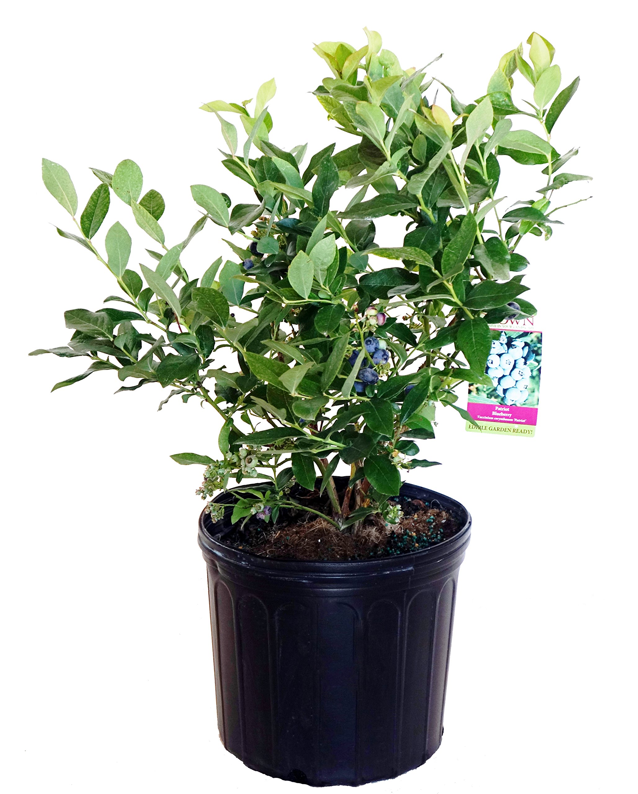 Green Promise Farms Patriot Blueberry 3 Gallon
