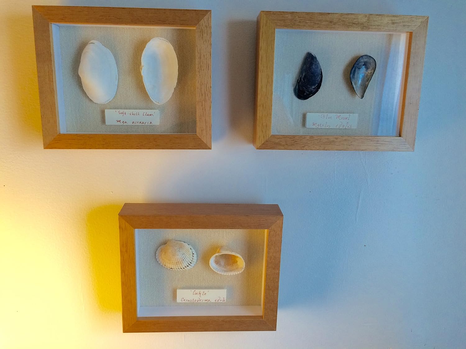 3 Shell Shadow Boxes with Scientific and Common Name Plate Framed Cape Cod Shells