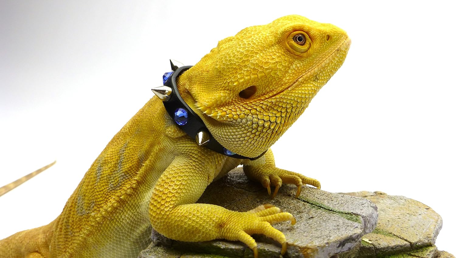 Leather Reptile Collar; Studs and Blue Rhinestones, 5-1/2" Neck