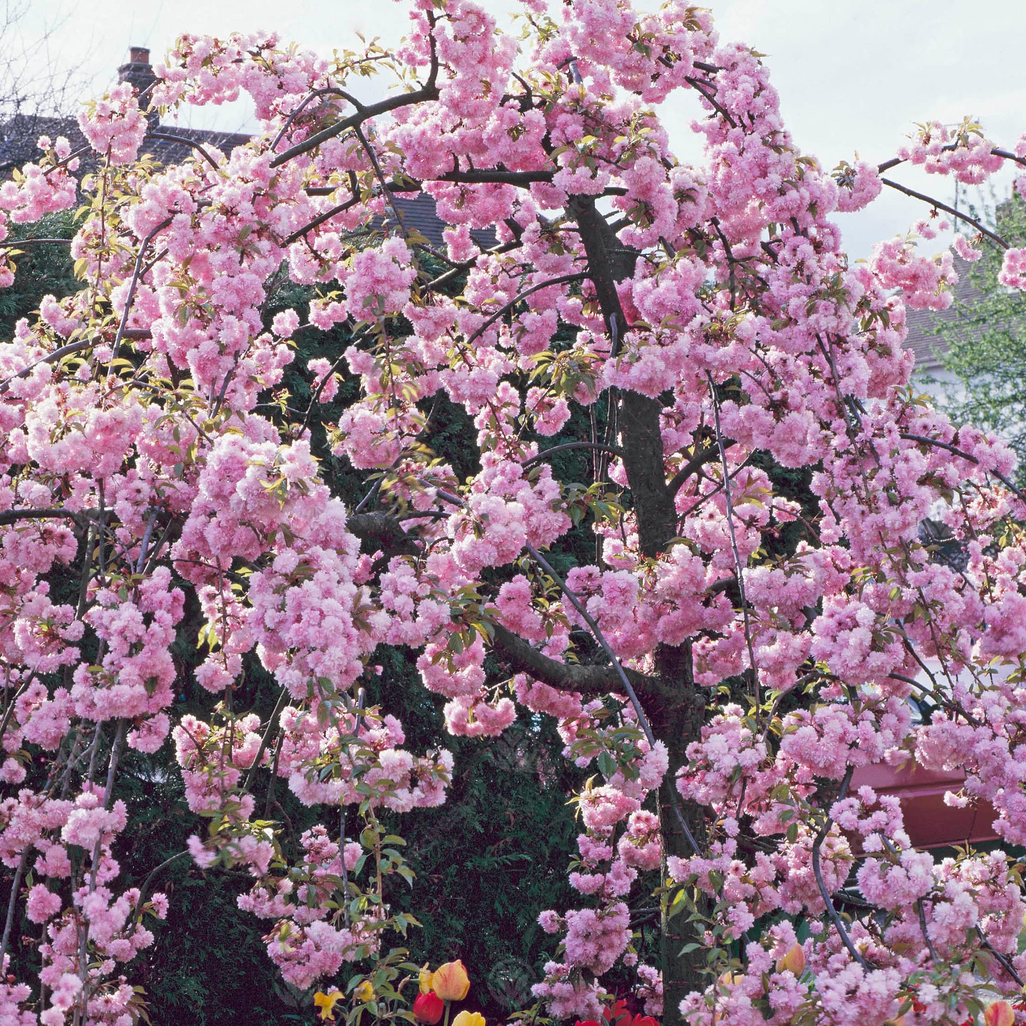 Prunus 'Kiku-Shidare Zakura' | Cheals Weeping Cherry | Garden Tree | 5-6ft product thumbnail 3
