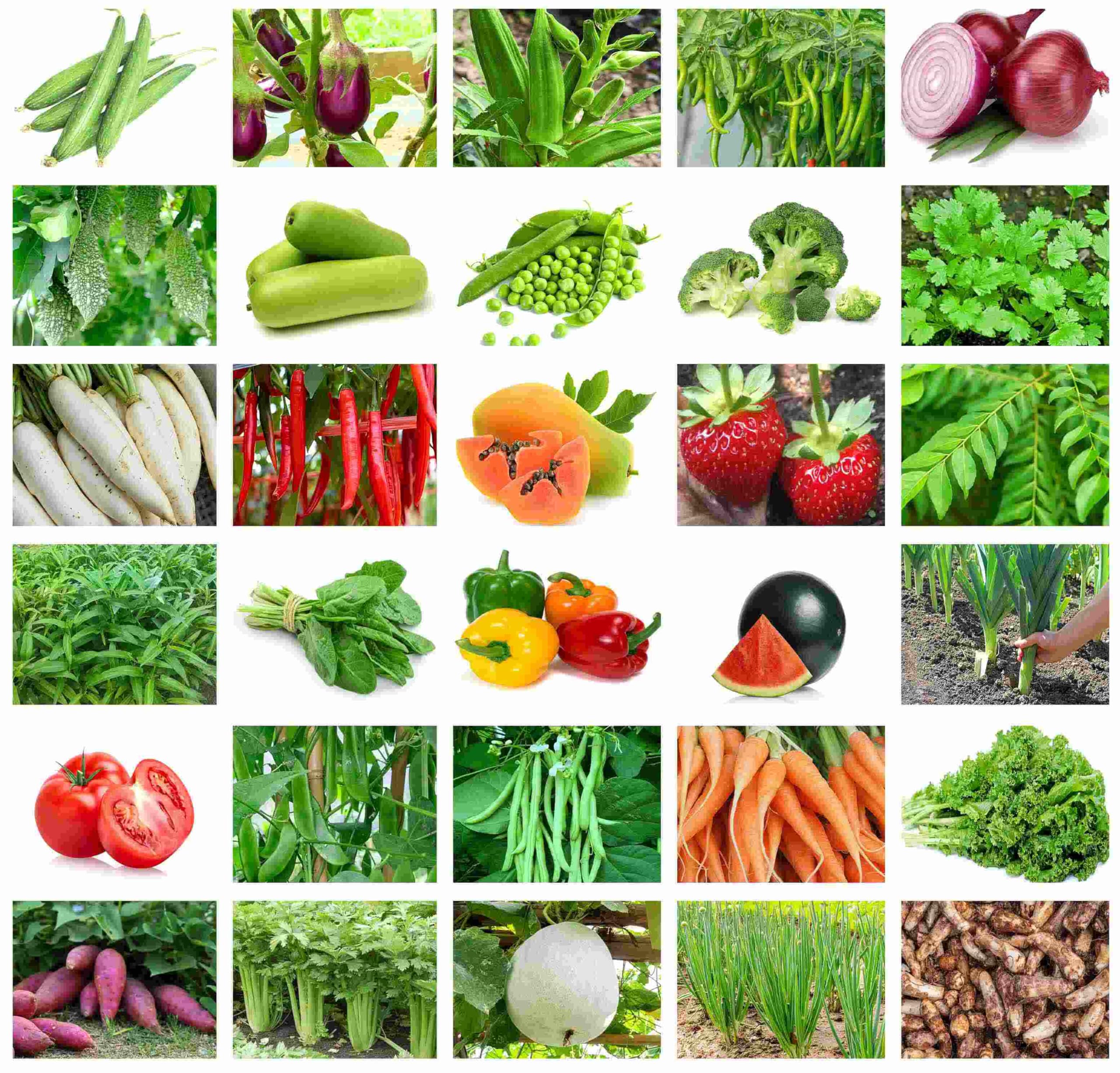 Summer vegetable seeds for home gardening pots 20 variety combo (3100+ seeds) (B0CW1FDGPB) Amazon Price History, Amazon Price Tracker