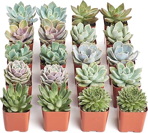 Shop Succulents - Colección de rosetas radiantes, surtido de plantas suculentas de interior seleccionadas a mano y completamente enraizadas con
