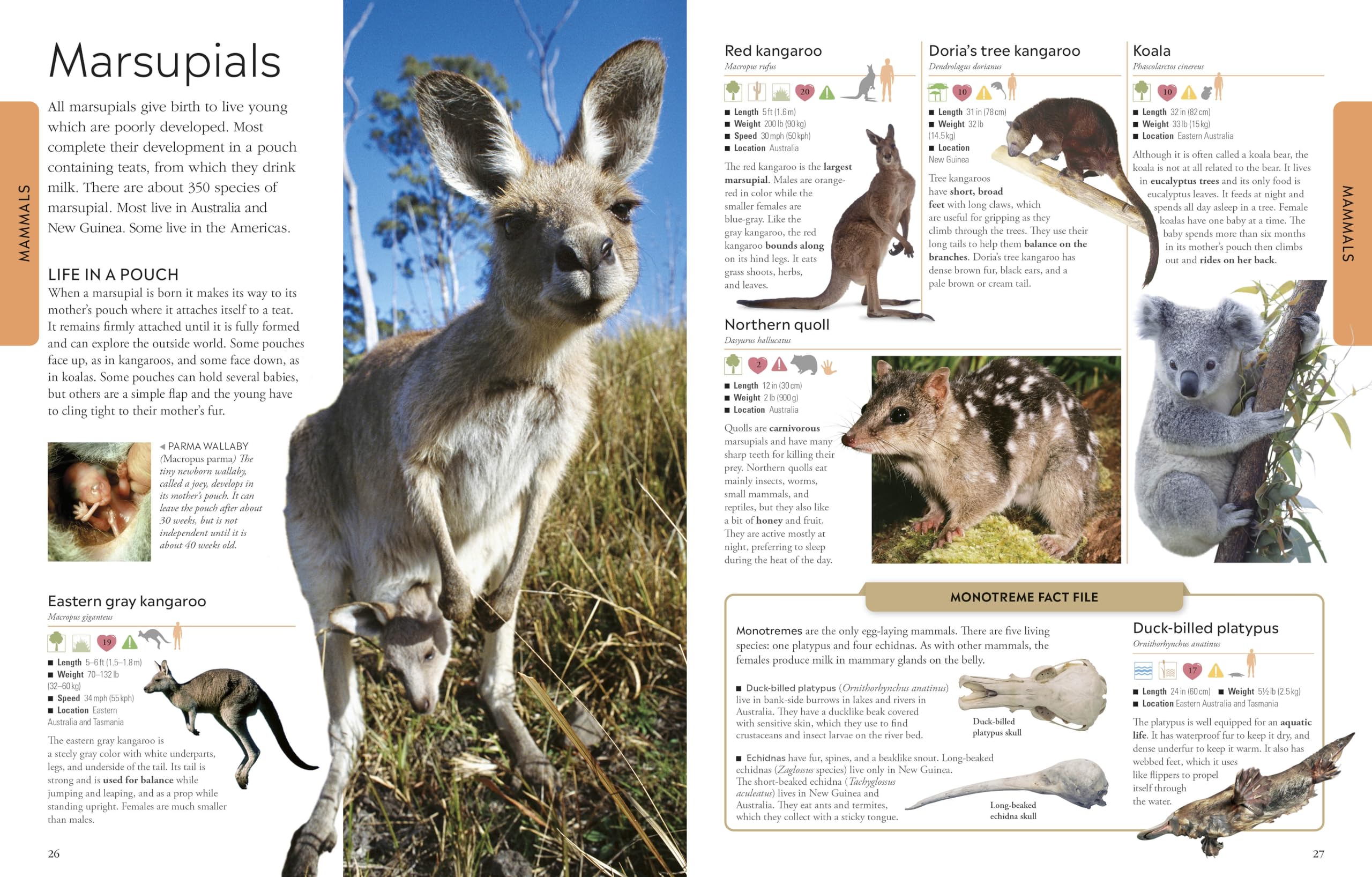 Animals A Visual Encyclopedia (Dk Smithsonian) - Image 3