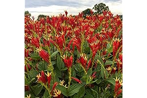 Spigelia Marilandica Little Redhead, 2 Inch Plants: The Perfect Perennials for Long-Lasting...