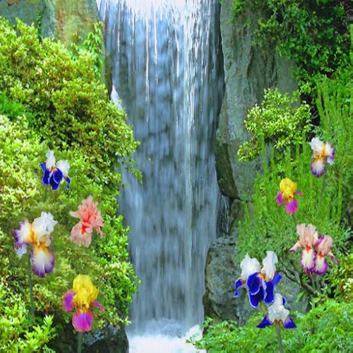 Flowers Waterfall Live