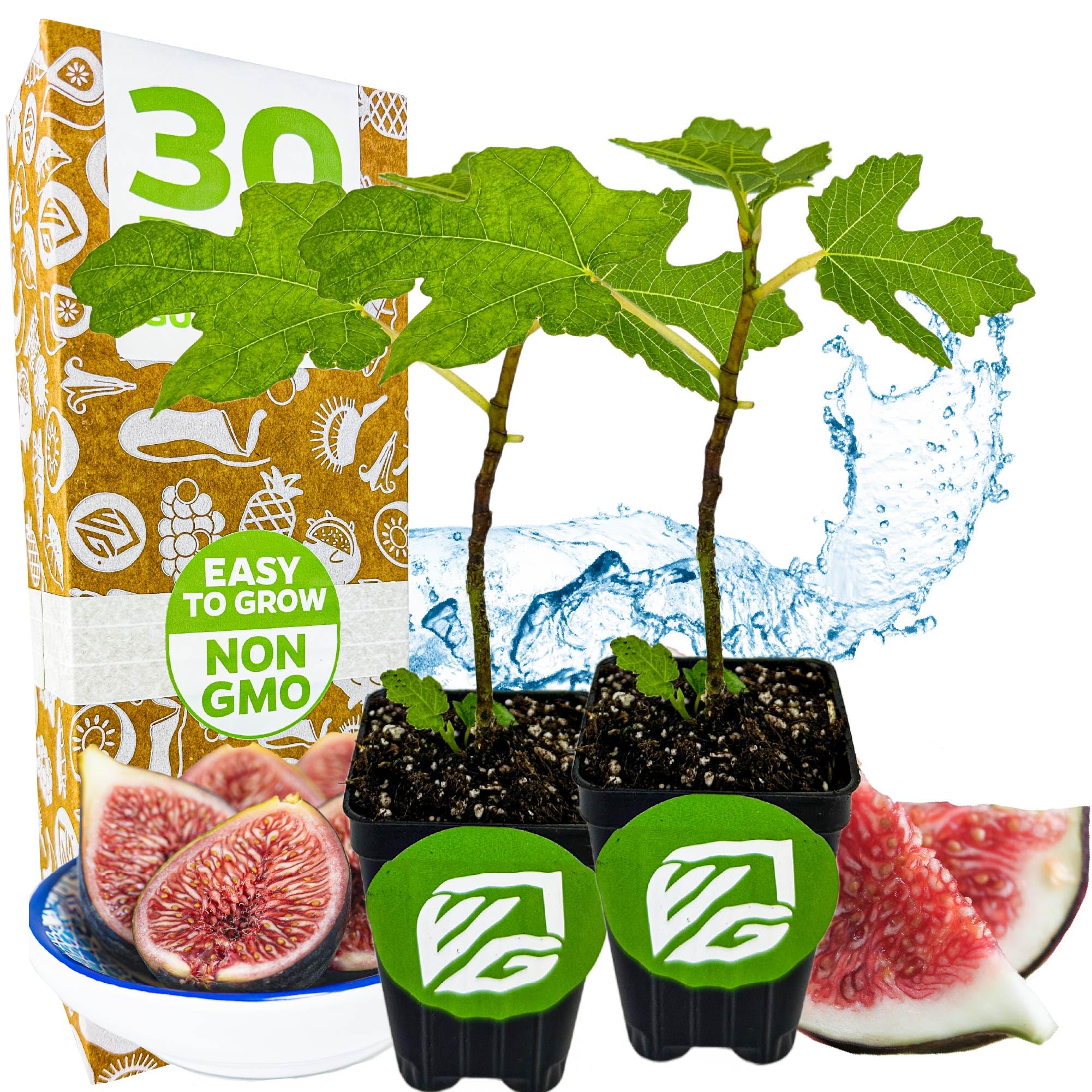Wellspring Black Mission Fig Tree 2-Pack