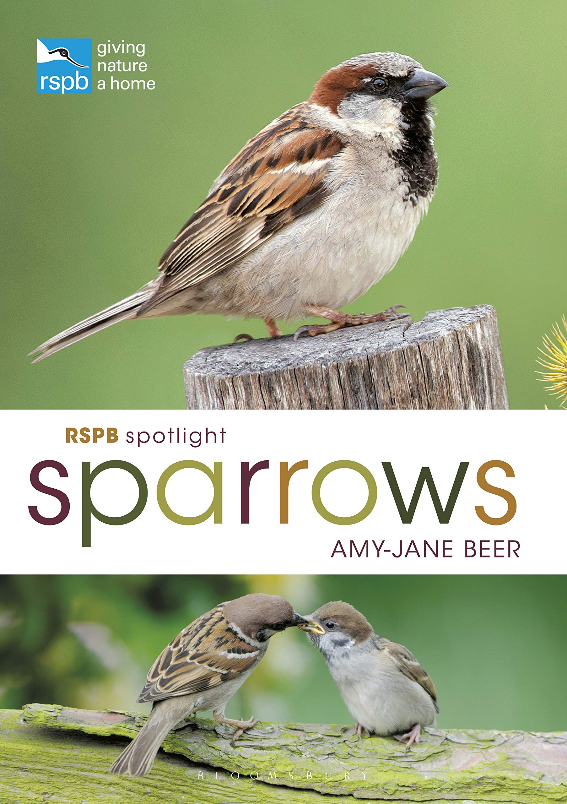 RSPB Spotlight Sparrows by Amy-Jane Beer - 9781472955937