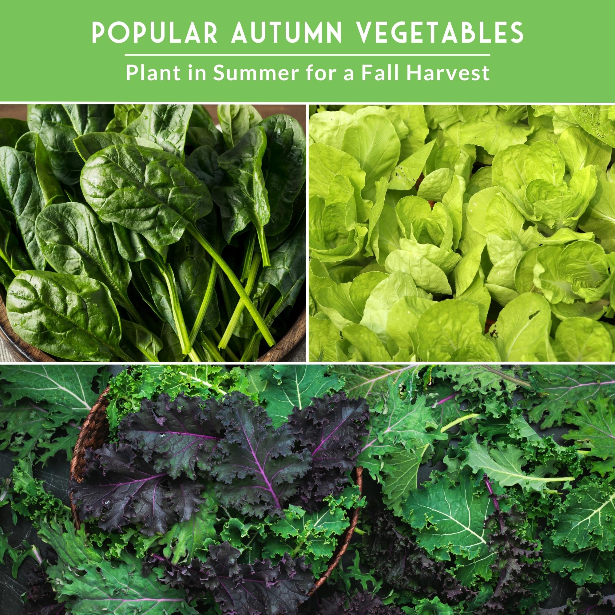 Amazon.com : Fall Vegetable Seeds Collection - 8 Packs of Non-GMO Heirloom  Cool Weather Seed Varieties for Planting Vegetables | Autumn & Indoor  Gardening Variety Pack - Survival Garden Seeds : Patio, Lawn & Garden
