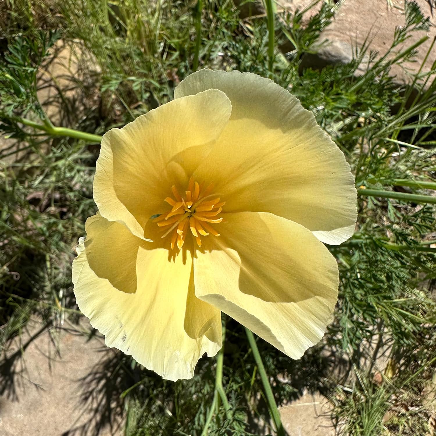 Plant Good Seed Poppy Flower Seeds: Seeds for Planting, Heirloom Variety Pack, After Midnight, California, Danish Flag, Hungarian, Peshawar - 7 Packet Collection