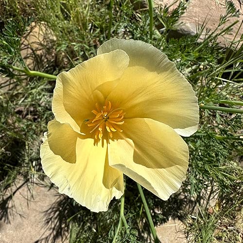 Miniatura 2 de Plant Good Seed White Linen - Semillas de amapola de California para plantar flores silvestres nativas, flores de color crema, paquete de 200