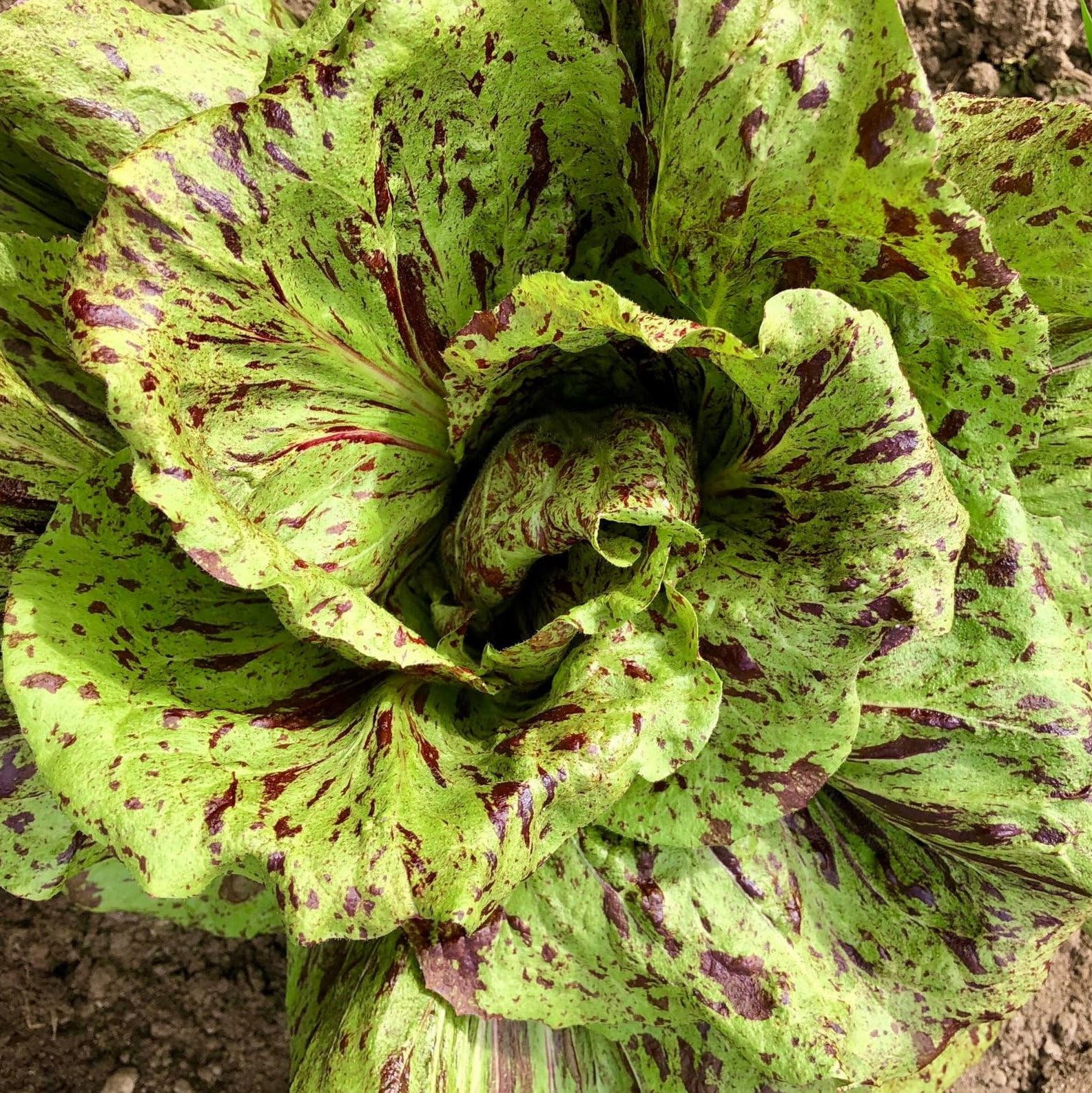 Plant World Seeds - Chicory Variegata Di Castelfranco Seeds (Other Vegetable Seeds)