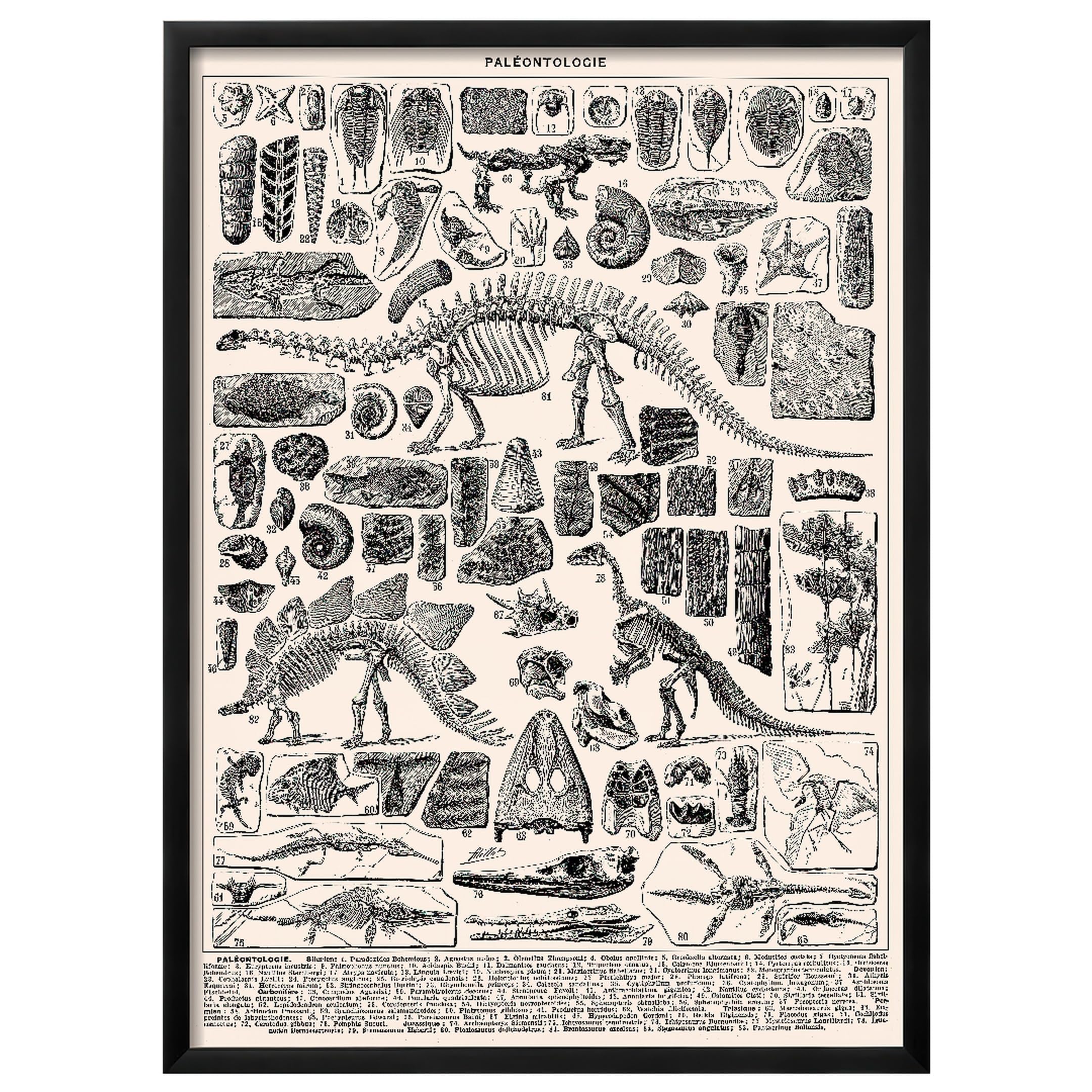 Wallbuddy Stampa d'Arte Verticale di Paleontolog (50 x 70 cm, Cornice nera)