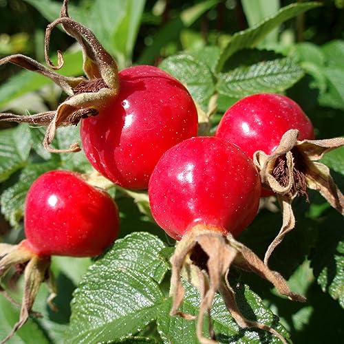 Palm Beach Medicinal Herbs - Rosa Mosqueta (Rosa canina) - Paquete de 10 Semillas