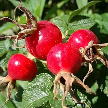 Rose Hip Rosa canina - Packet of 10 Seeds