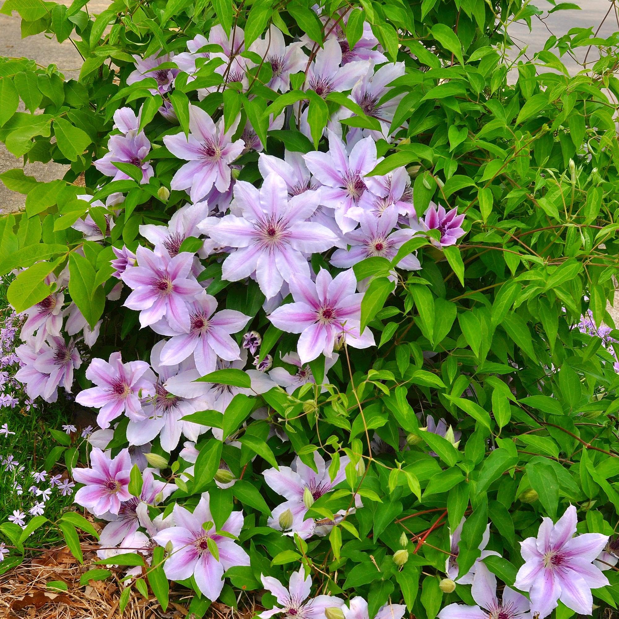 Kletterpflanze Clematis Nelly Moser Wenig Pflege Pflanze 2 Pflanzen 40 cm