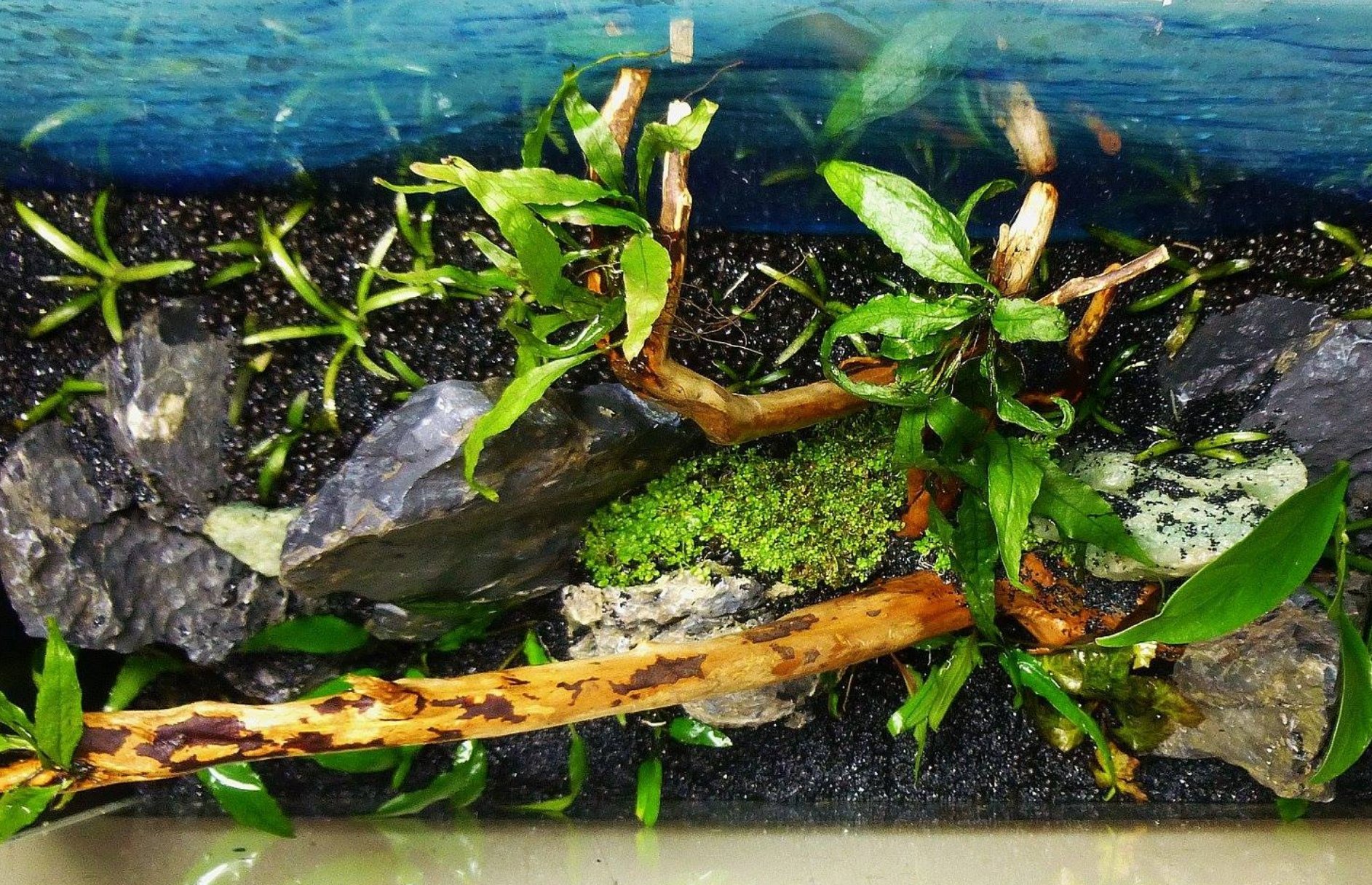 Amazon.com: Greenpro Cryptocoryne Wendtii Green Live Aquarium