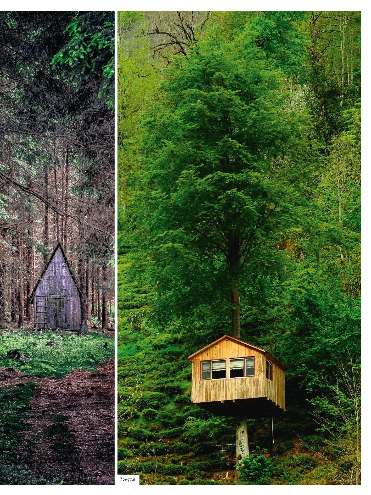 Arbres: Tous les savoirs, toutes les histoires, tous les pouvoirs, tous les espoirs...
