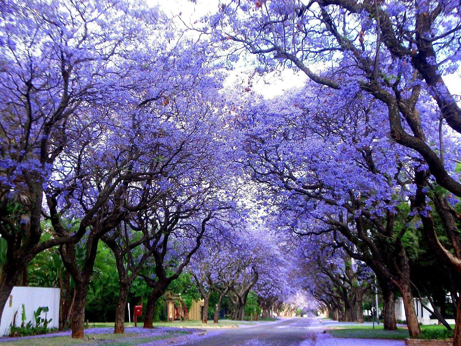 20 semi - blu/verde Jacaranda Semi Ebony albero Jacaranda mimosifolia