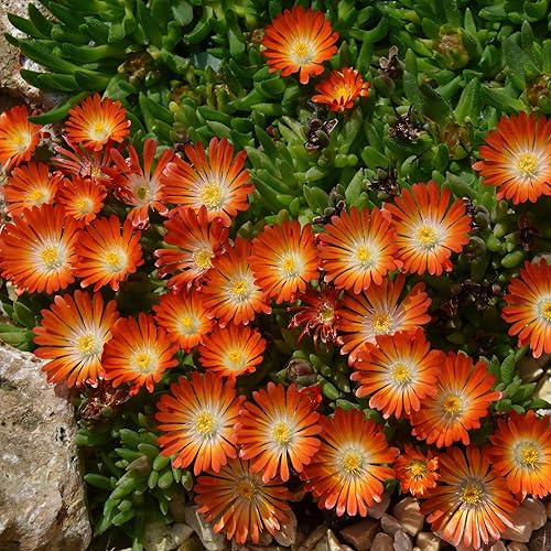 Miniatura 4 de Outsidepride 10000 Semillas Dorotheanthus Ice Plant Orange Ground Cover Seeds for Planting