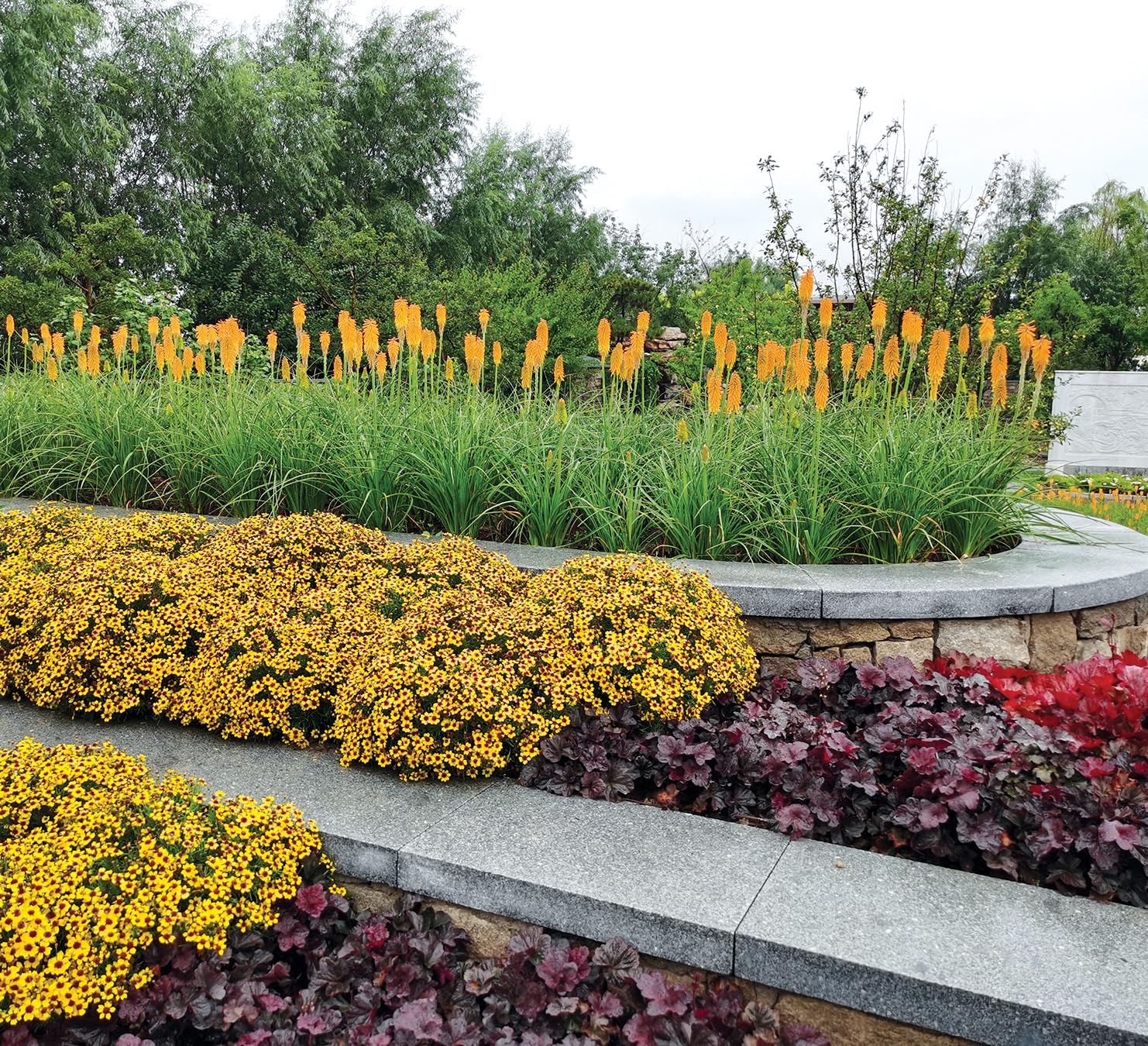 Stauden Gänge 5 x Kniphofia 'Mango Popsicle' Fackellilie Orange winterhart | Fackellilie – winterharte Staude & Dauerblüher für sonnige Beete, mehrjährig, bienenfreundlich, 1 L Topf (11x11 cm)