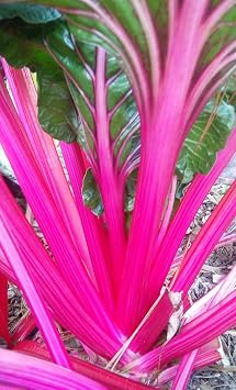 Magenta Sunset Swiss Chard Seeds