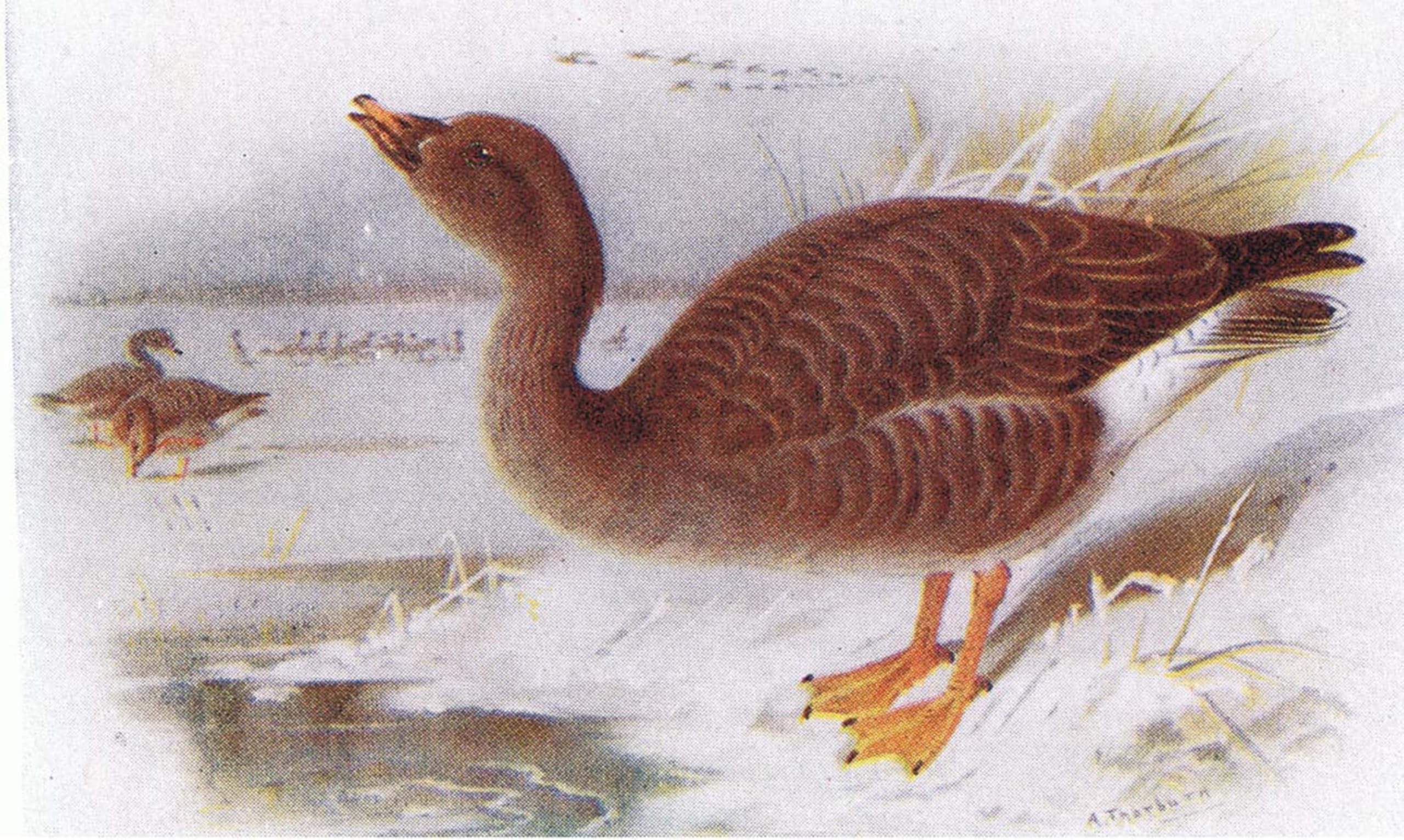 ARTXLXXBN Famous Painting Canvas Artwork Graffiti Print Bean Goose by Archibald Thorburn Portrait Canvas Image for Home Decor 60x90cm