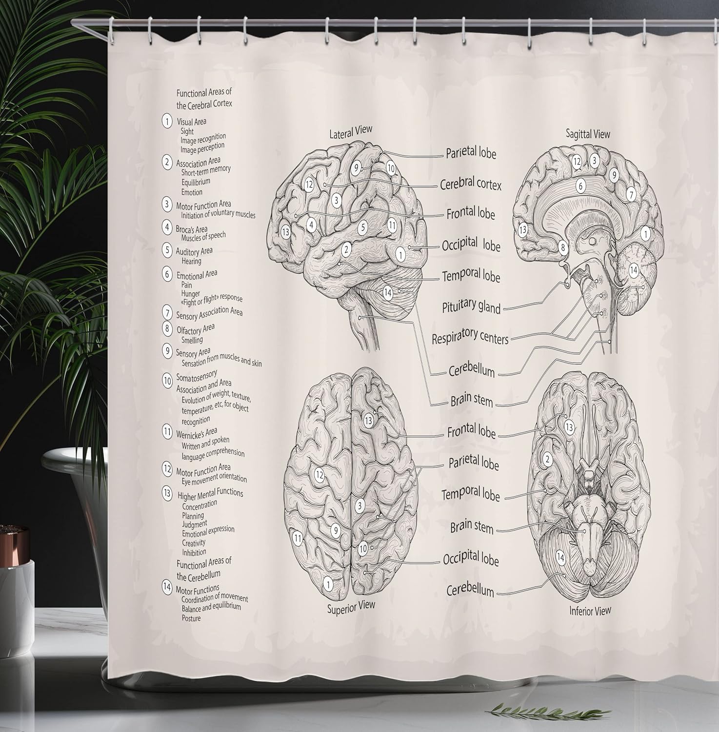 Ambesonne Anatomy Shower Curtain, Science Biology Diagram of Human Brain Illustration, Cloth Fabric Bathroom Decor Set with Hooks, 69" W x 75" L, Eggshell Tan