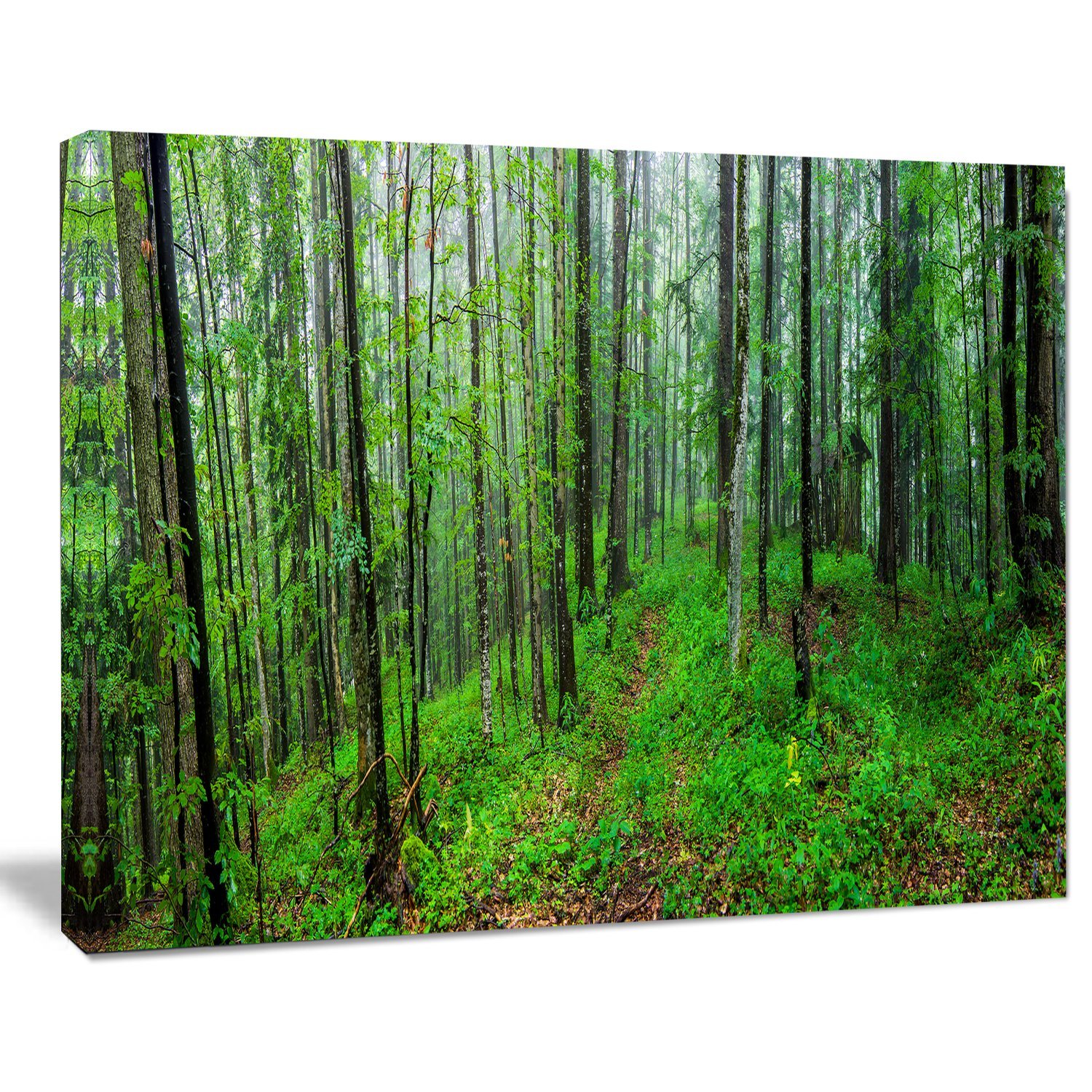 Designart PT11798-20-12 Green Wild Dense Trees Large Forest Wall Art Canvas, 12" H x 20" W x 1" D 1P