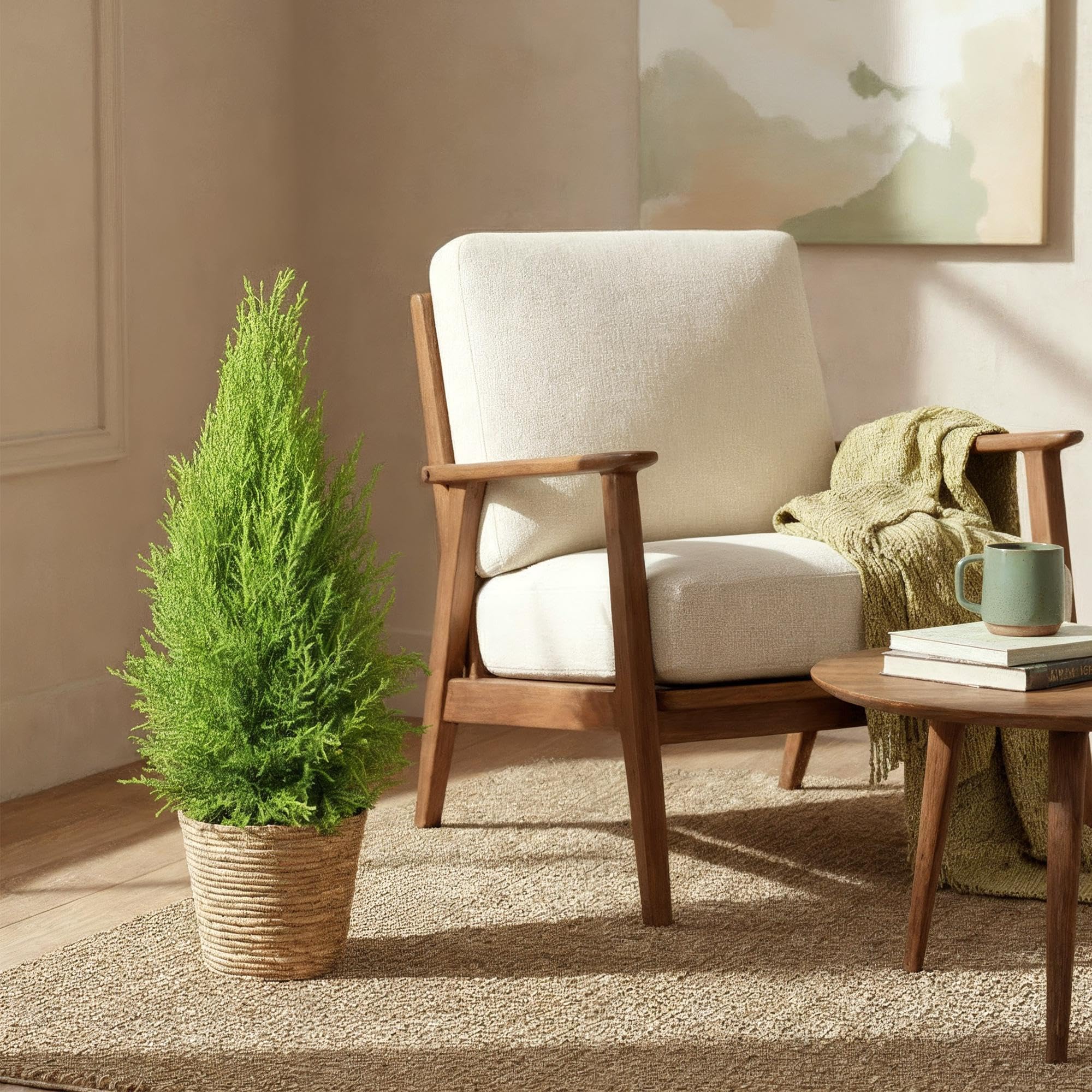 Cupressus Gold Crest Wilma – igfera pokojowa – 21 cm – wysokość 85-95 cm – łatwa w pielęgnacji, złoto-zielona roślina do salonu, biura i nowoczesnych wnętrz