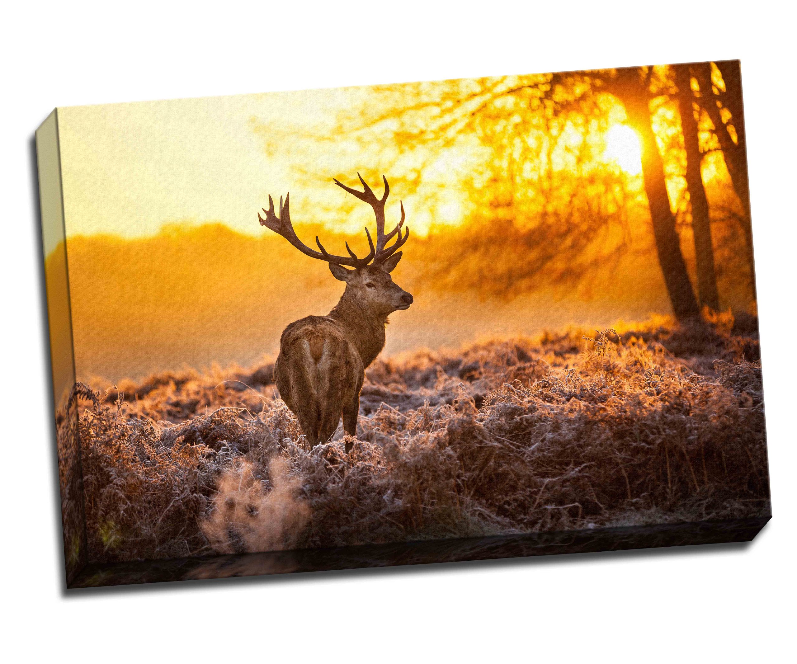 Panther Print Red Deer In Morning Sun Canvas Art Print Poster 30"X 20" Inches