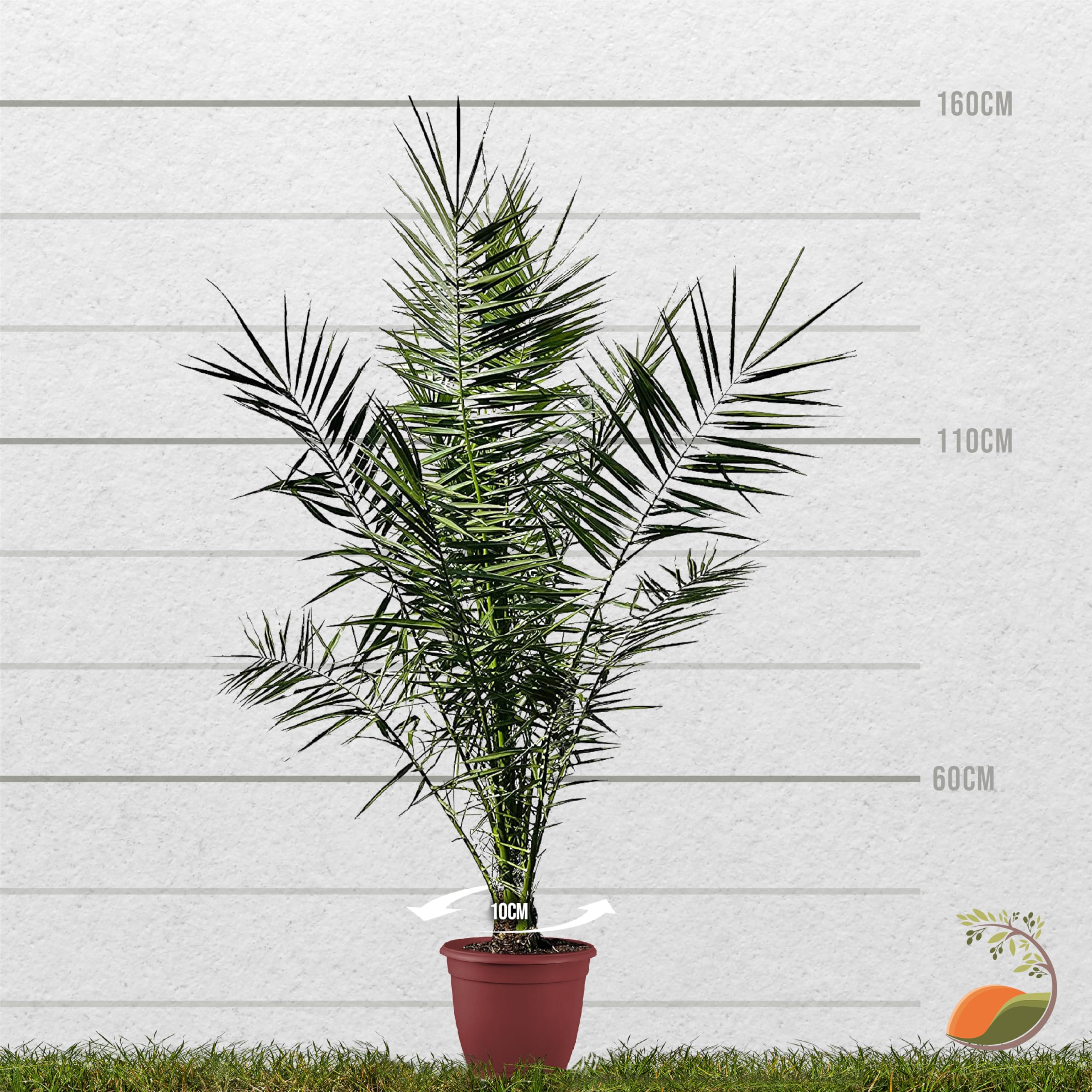 Tropictrees Phönix canariensis | Hauteur 160cm | Palmier dattier | Résistant au froid | Palmier phénix | Plante verte extérieure | dattier des Canaries | palmier exterieur
