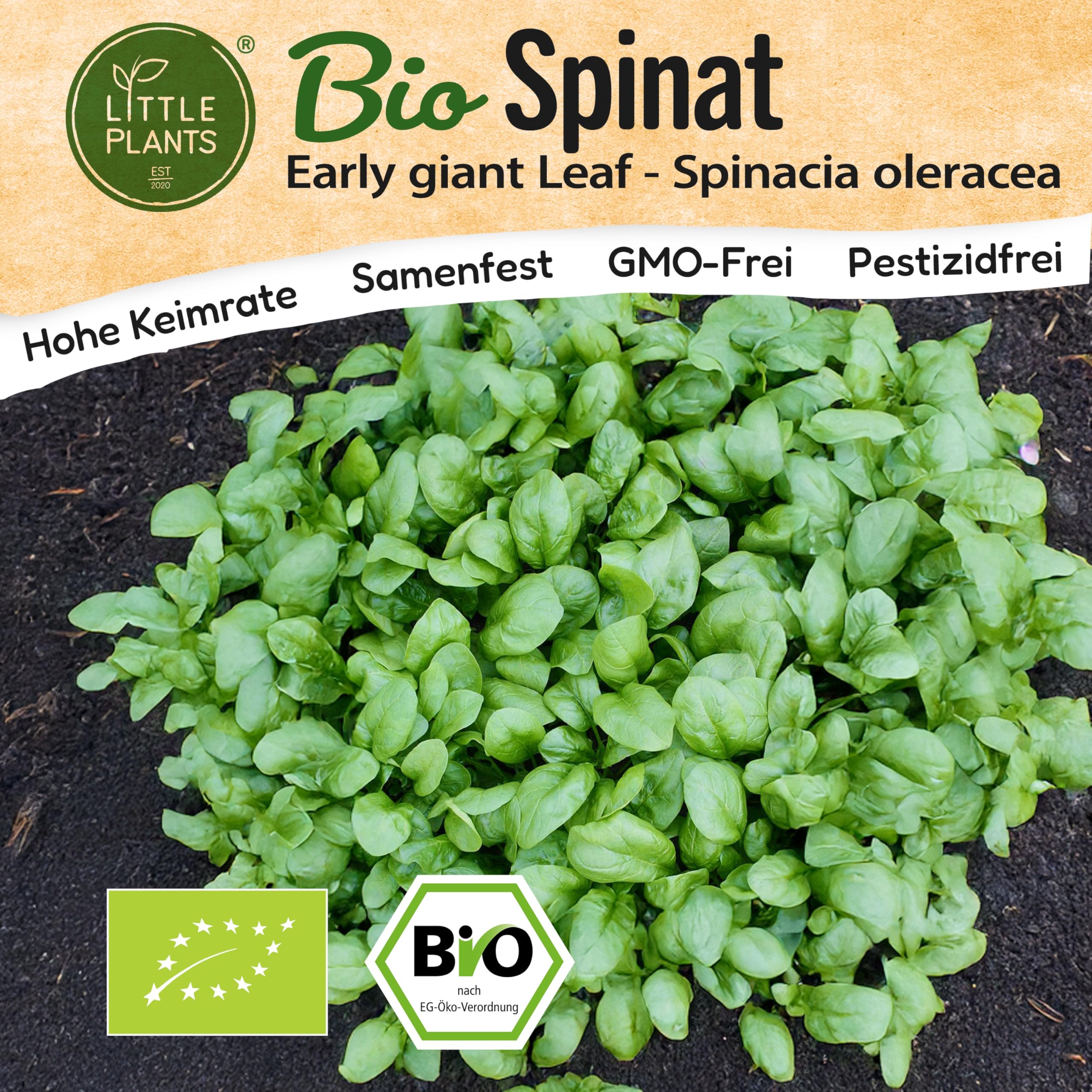 Little Plants BIO Spinat Samen 350 Spinatsamen Early Giant Leaf Gemüsesamen für Gemüsegarten Samenfest Gemüse Samen für Küche, Balkon und Garten